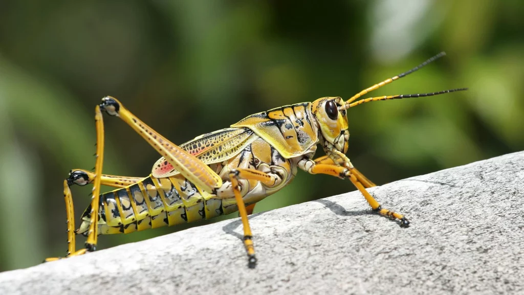 grasshopper