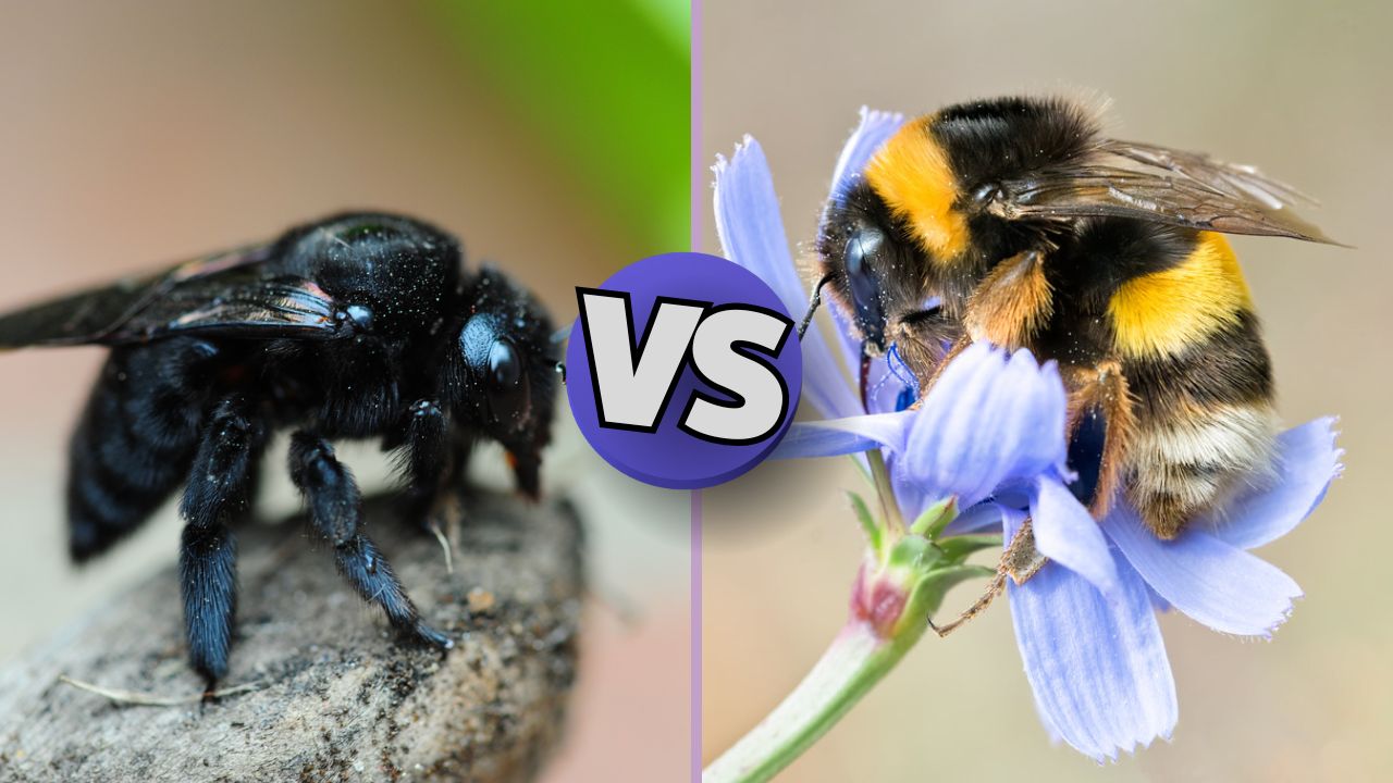 carpenter vs bumble bee