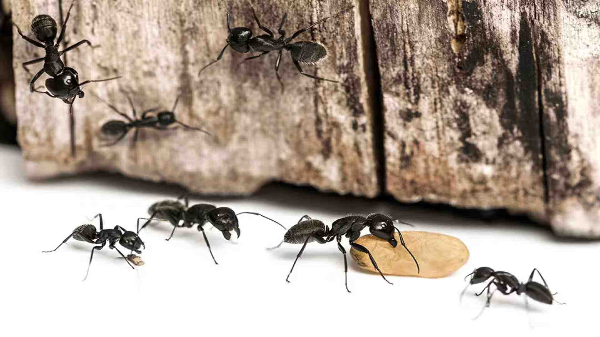 carpenter ant