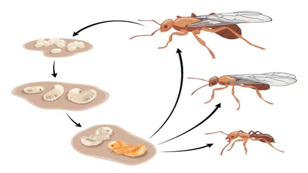 Carpenter Ant Life Stages, Carpenter Ant Lifecycle