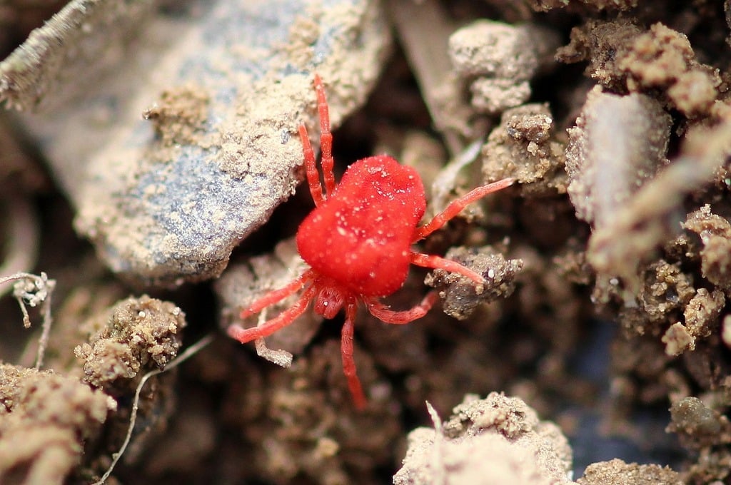 Clover Mites