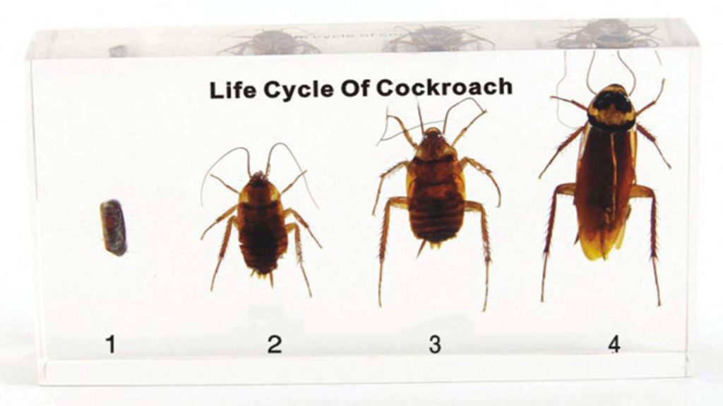 cockroaches