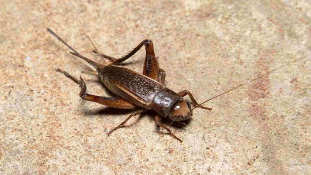 crickets identification