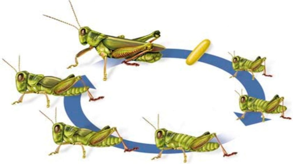 crickets lifecycle