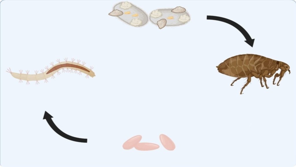 fleas life cycle