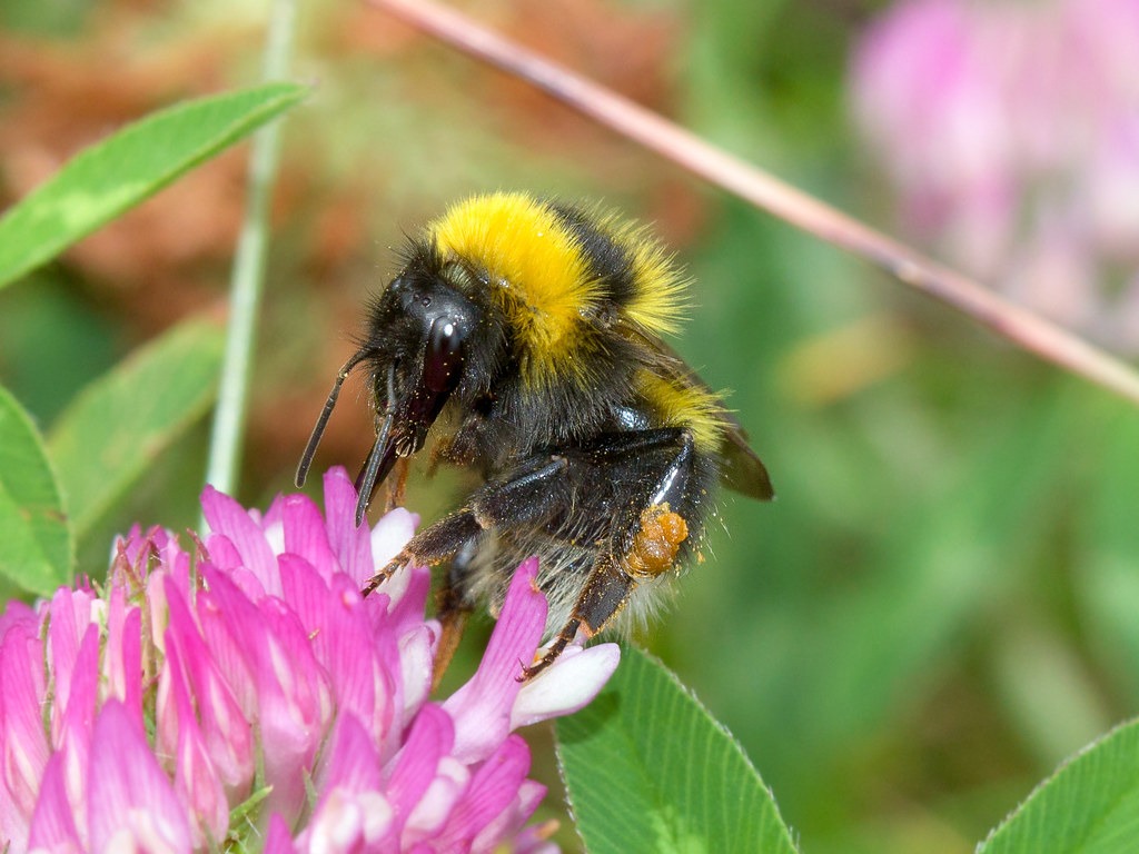 Garden Bumblebee