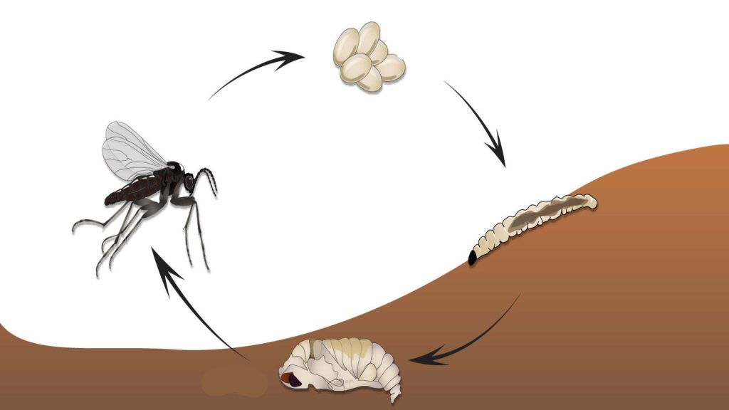 gnats lifecycle