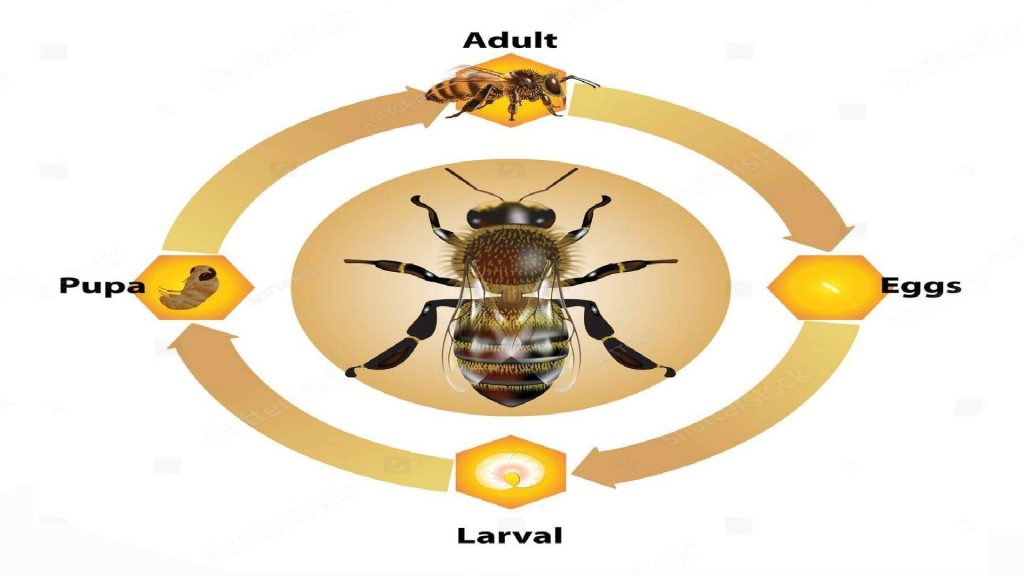 hornet lifecycle