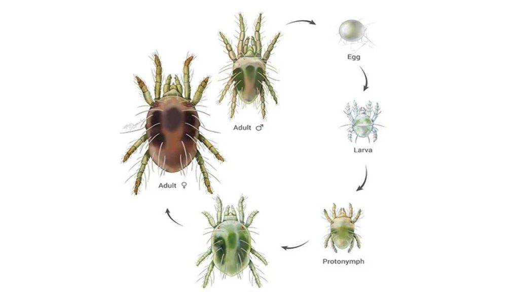 mites lifecycle