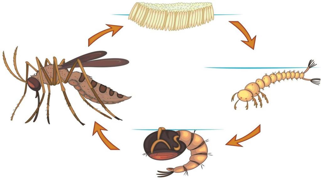 mosquitoes life cycle