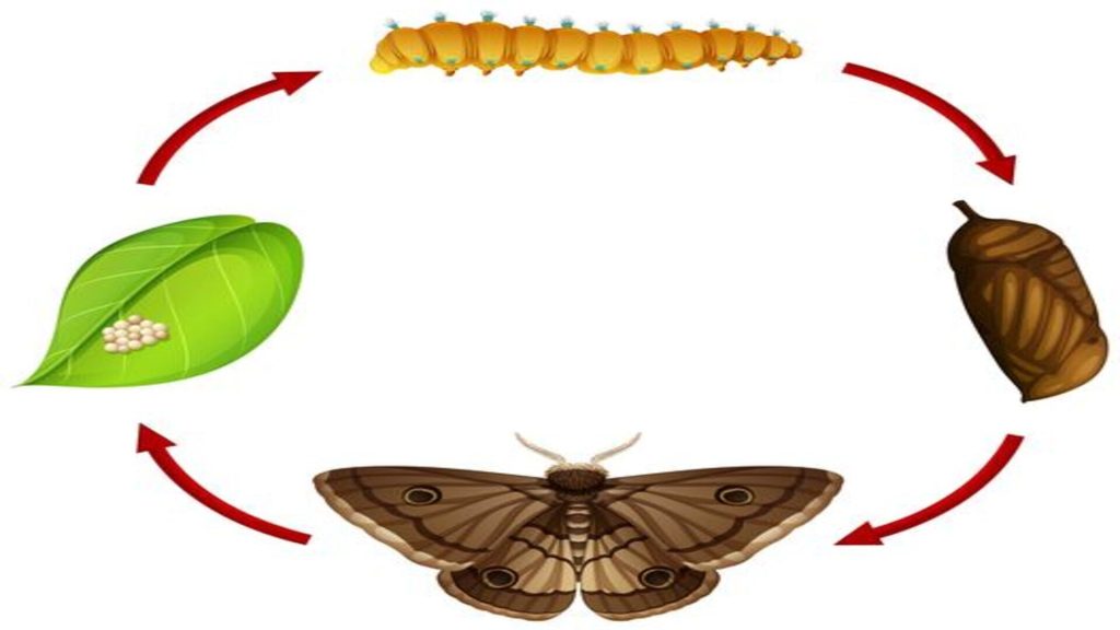 moths lifecycle