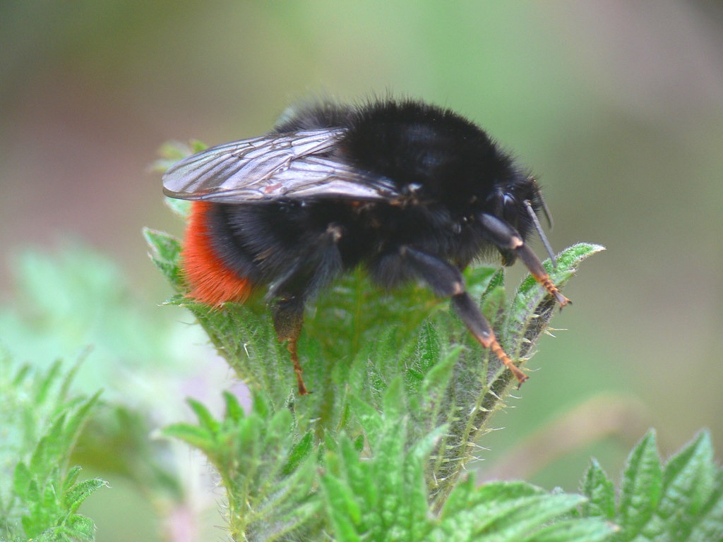 Red-Tailed Bumblebee