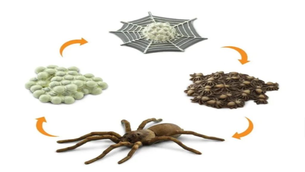 spider lifecycle