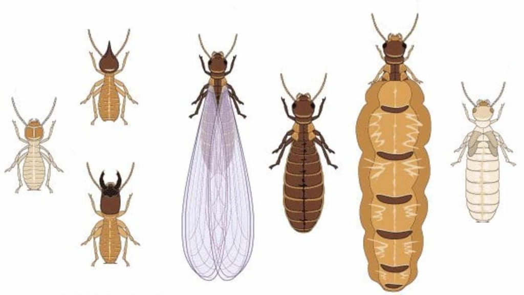 termite lifecycle