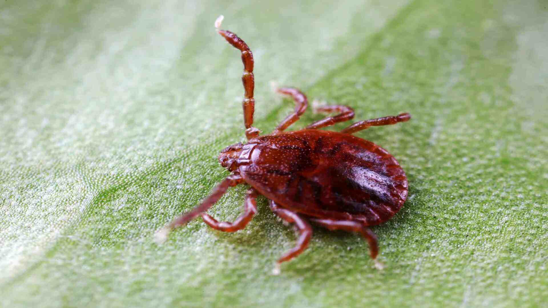 ticks in garden