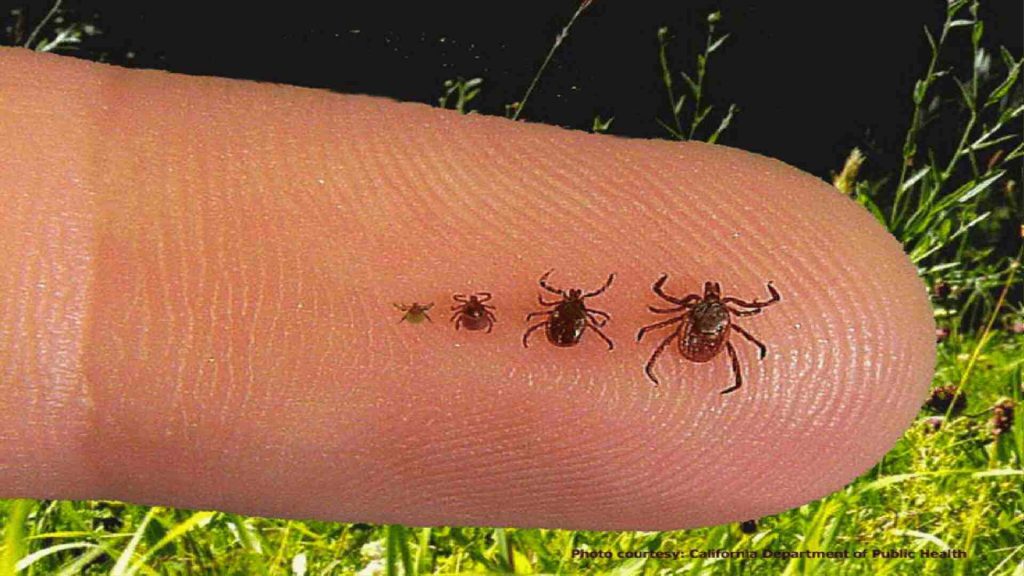 ticks lifecycle