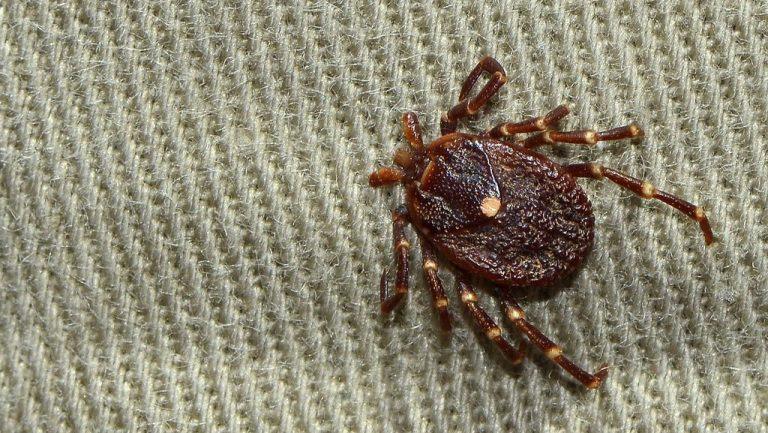 Which Ticks Carry Lyme Disease? Identification & Prevention Tips