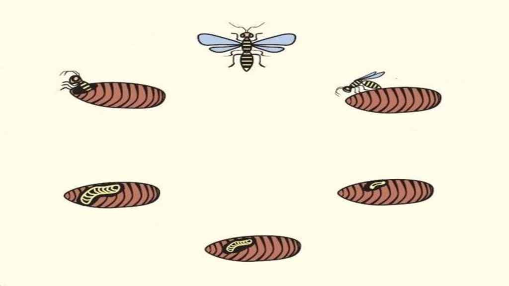 wasp life cycle