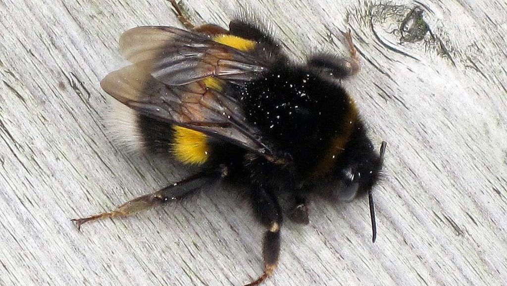 White-Tailed Bumblebee