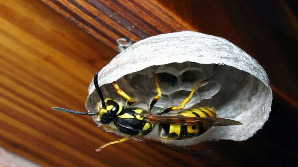 yellowjacket in attics