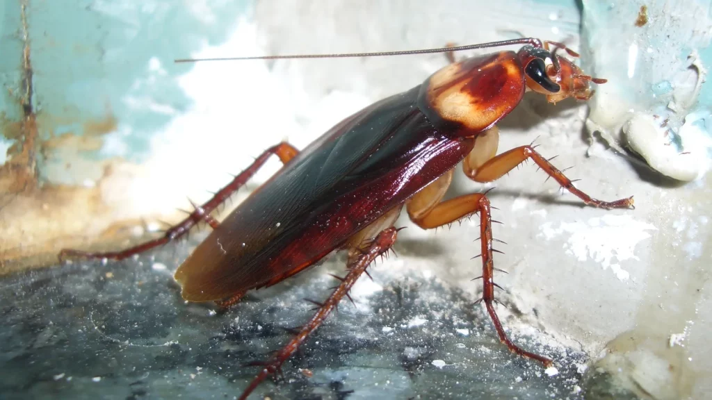 Cockroach reprooduction