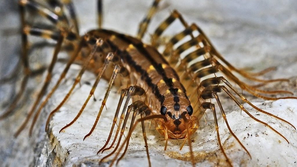 Centipede