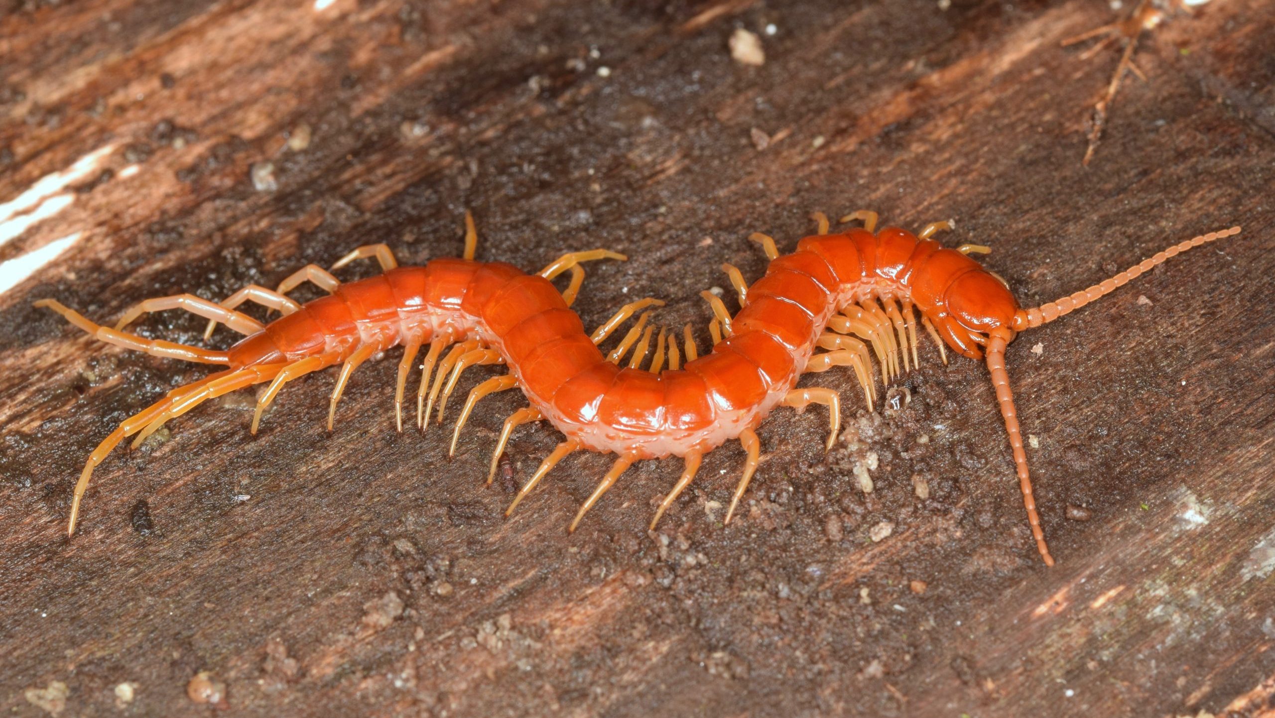 Centipedes