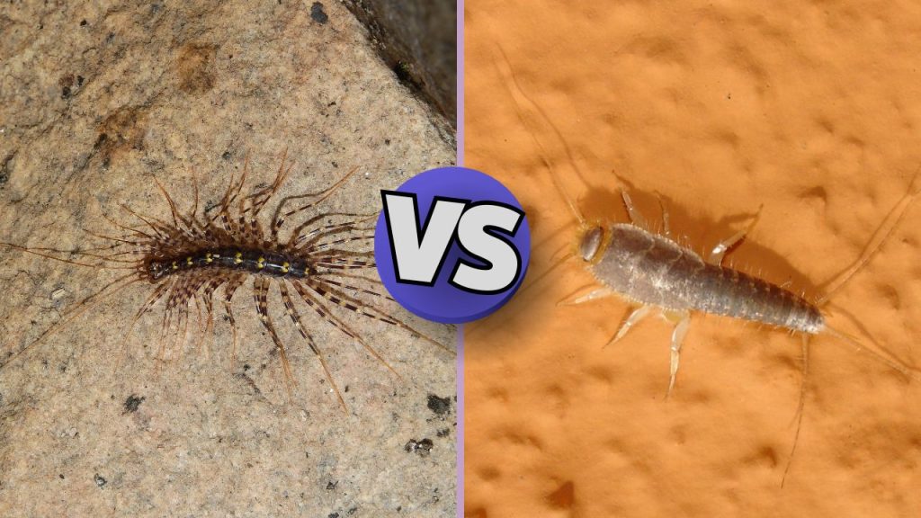 Centipedes vs Silverfish