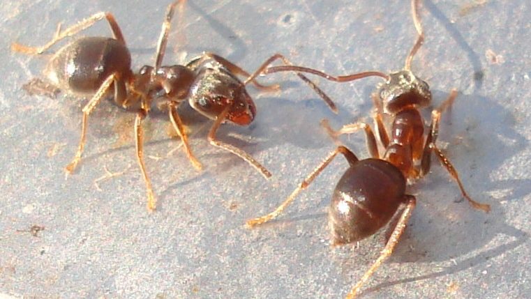 moisture ants