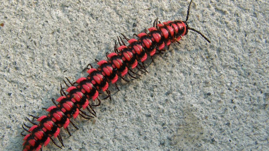 Millipede