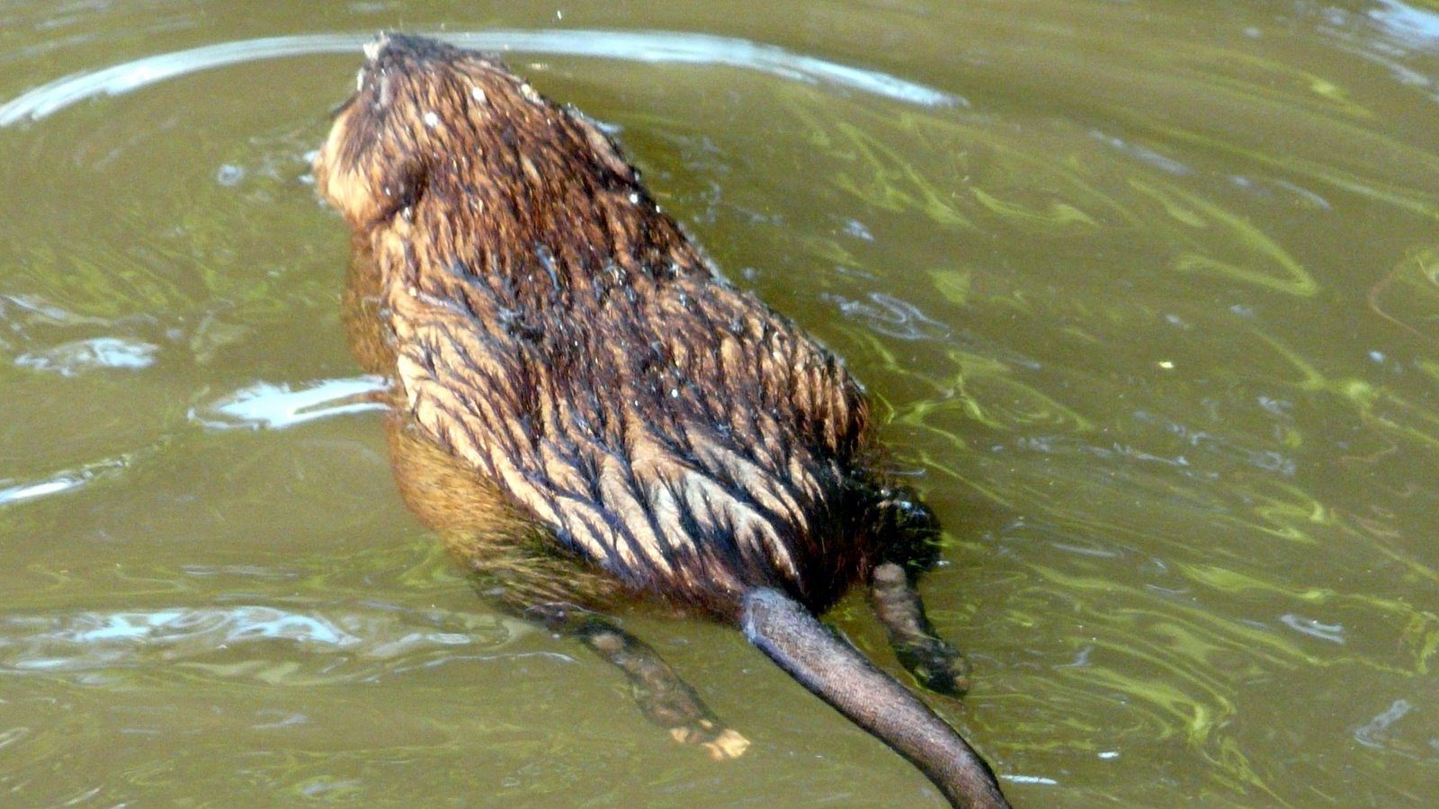 muskrat, rat