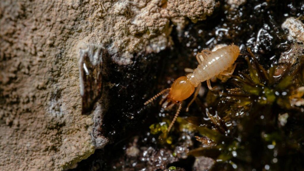 termite prevention tips