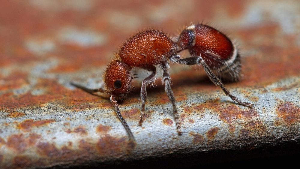 Velvety Tree Ants