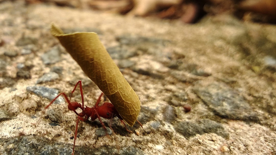 ants carrying weight 