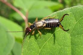 earwig eating grass