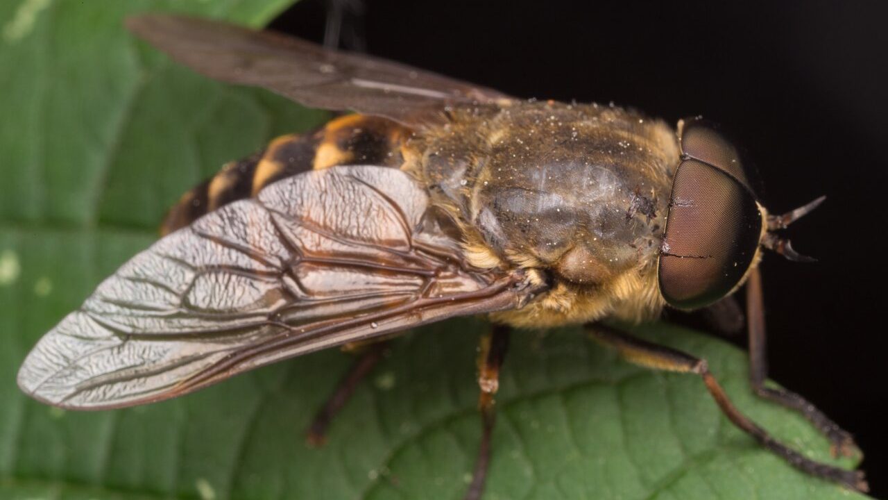 flies biting on grass 