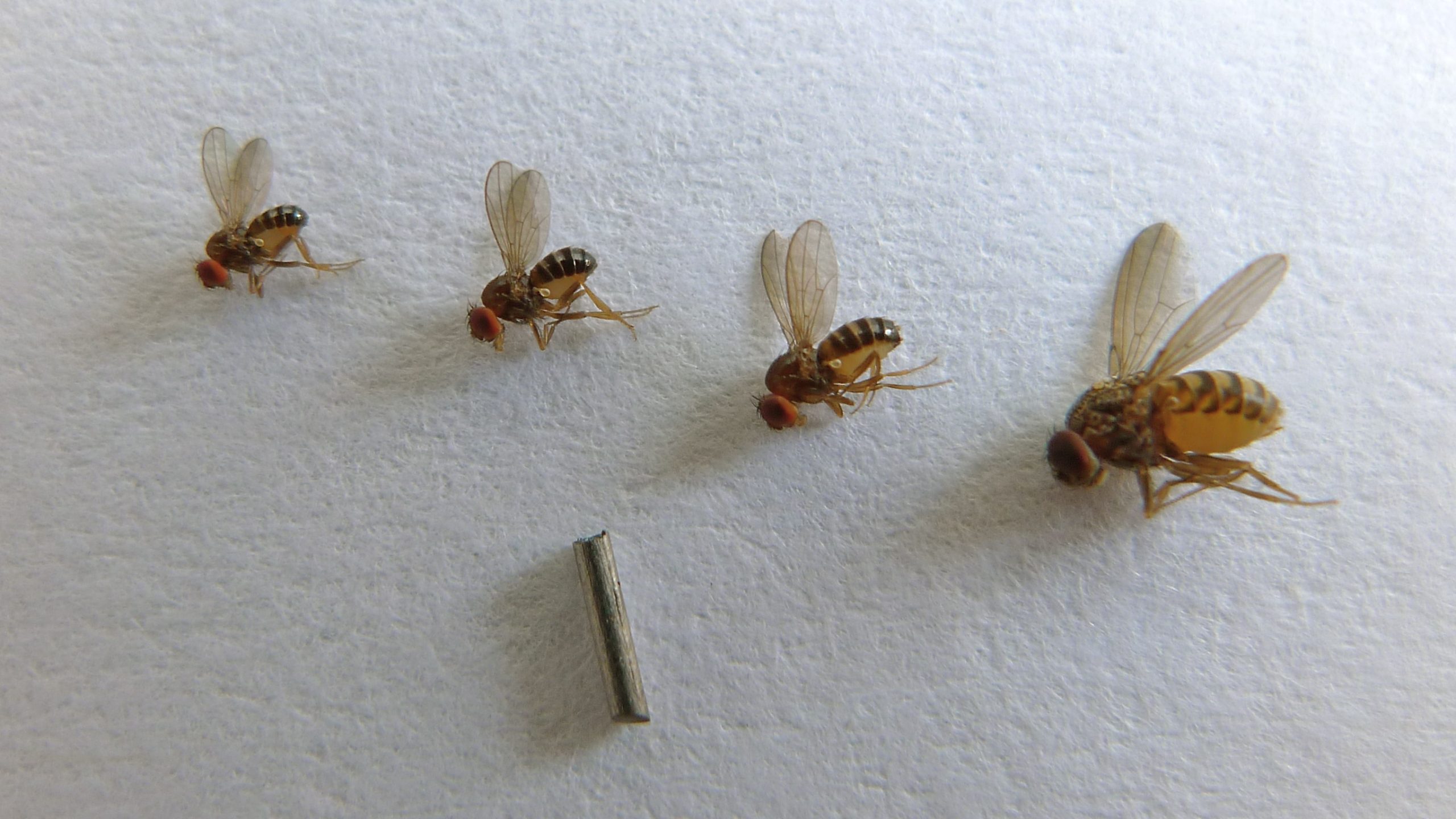 fruit flies 