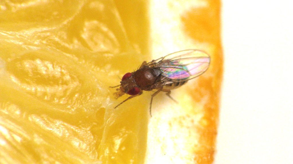 fruit fly eating