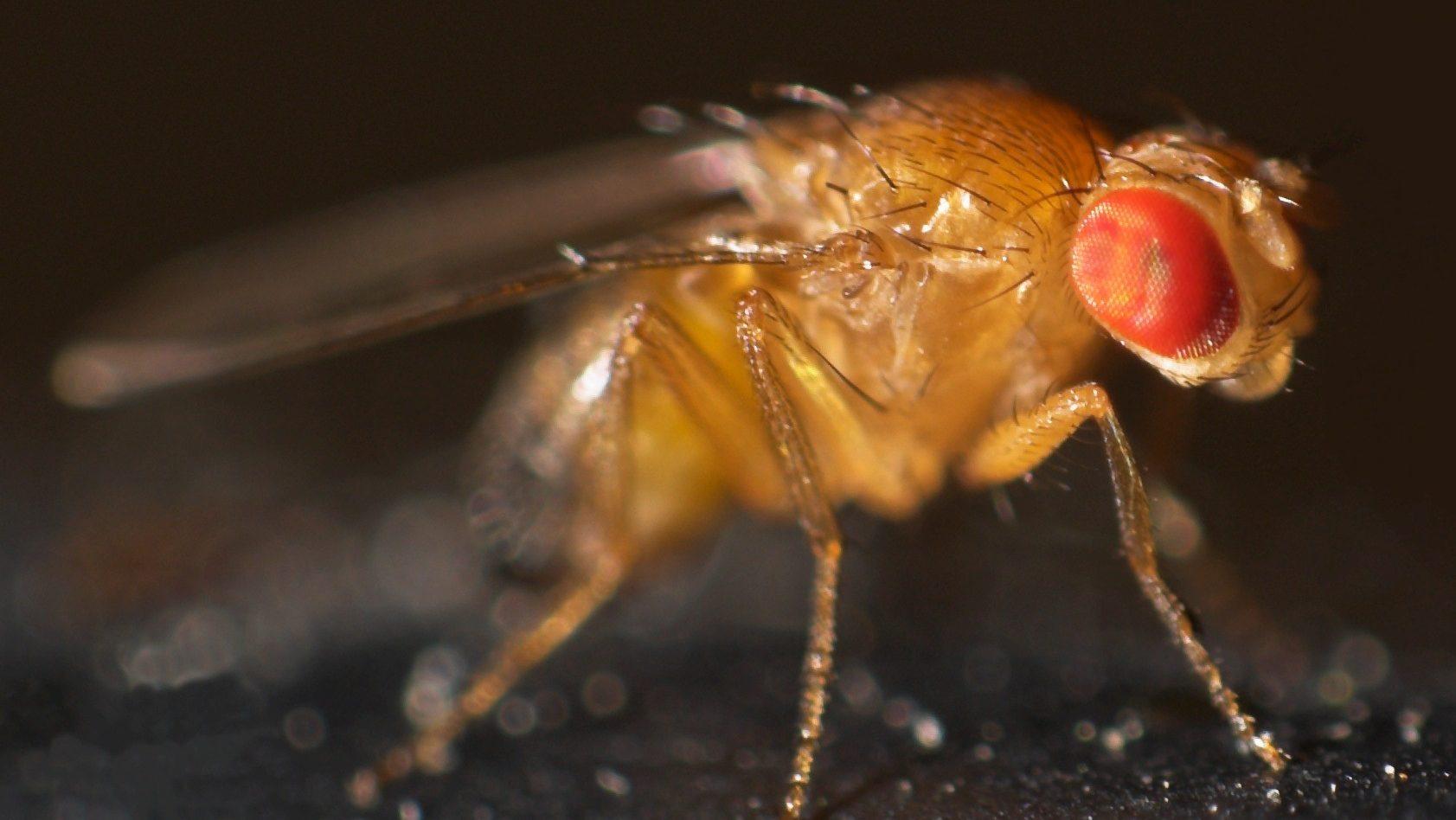 fruit flies