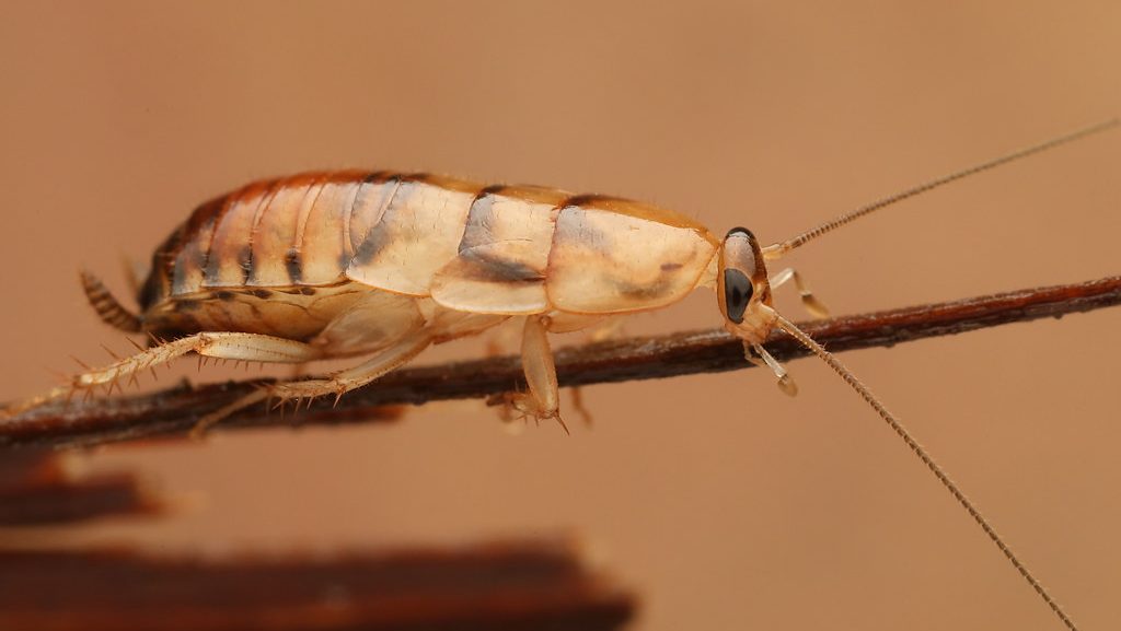 Cockroach nymph