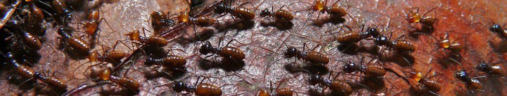 termite infestation prevention