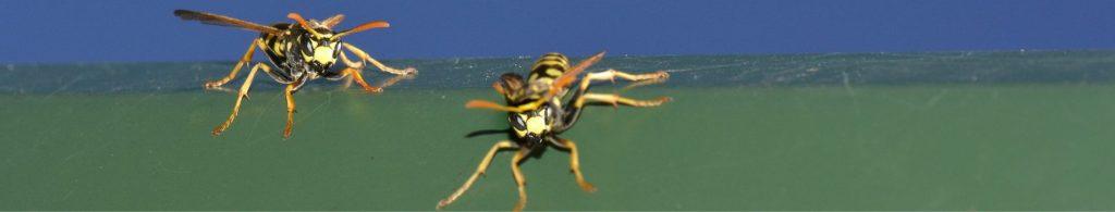 wasps lifecycle