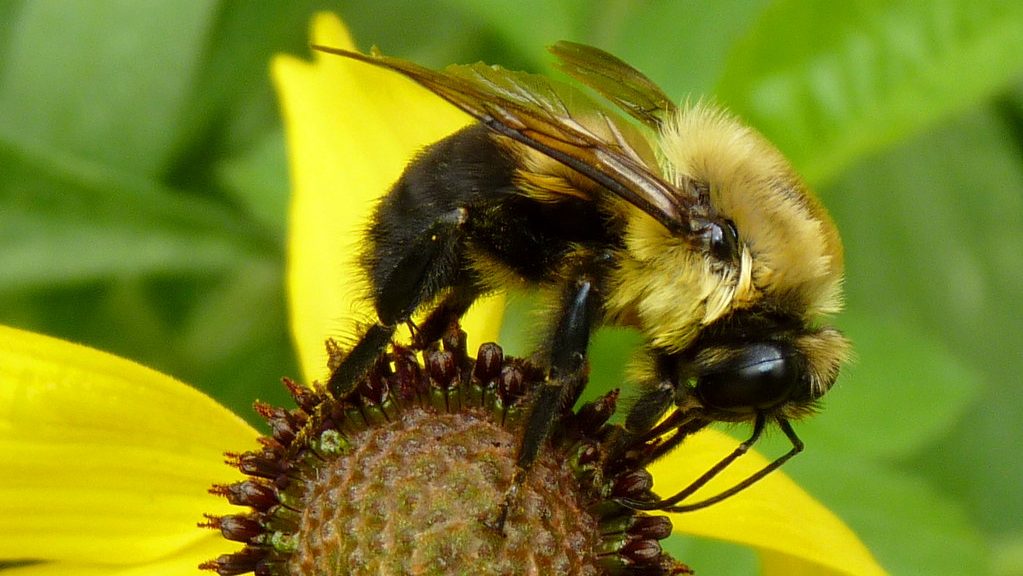 bumble bee nesting