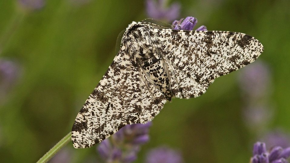 Why Peppered Moths are Important