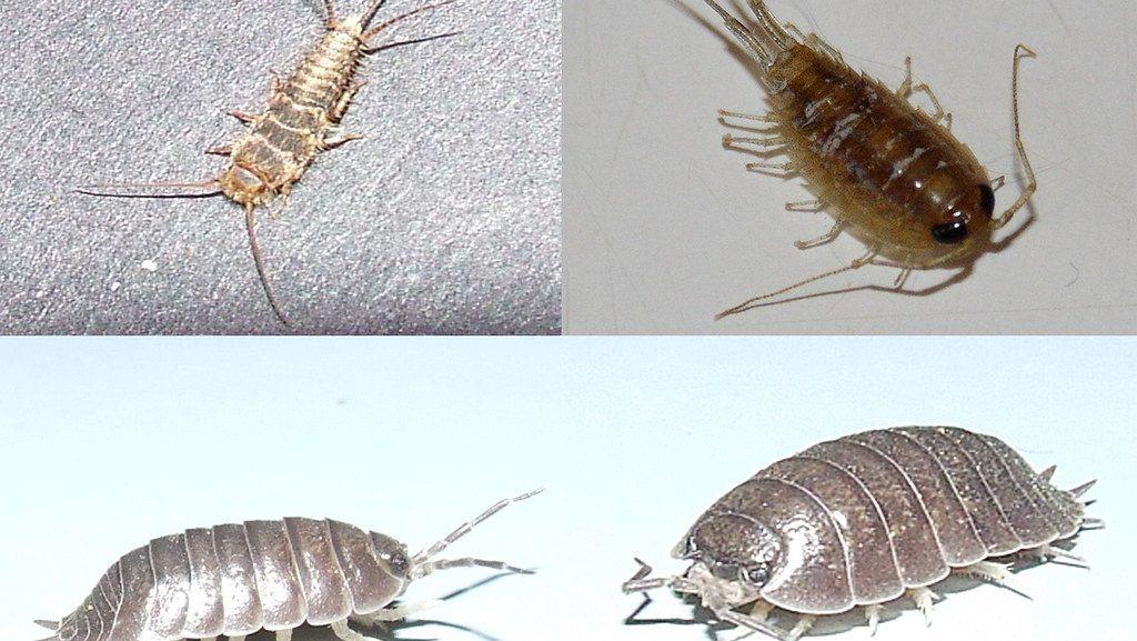 silverfish smell