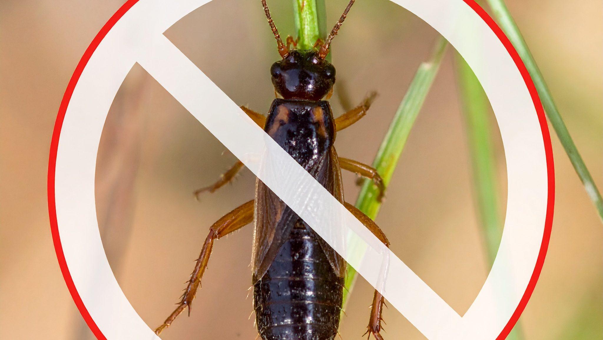 prevention of earwig